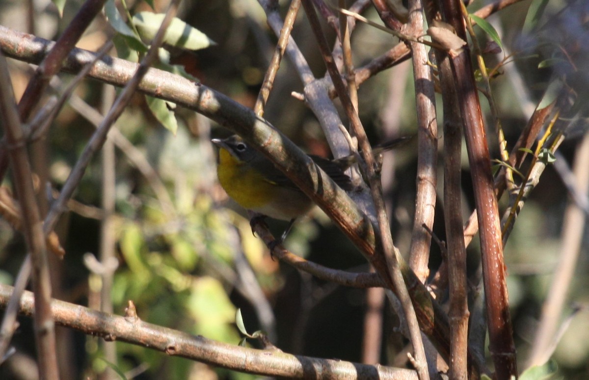 Yellow-breasted Chat - ML33440831