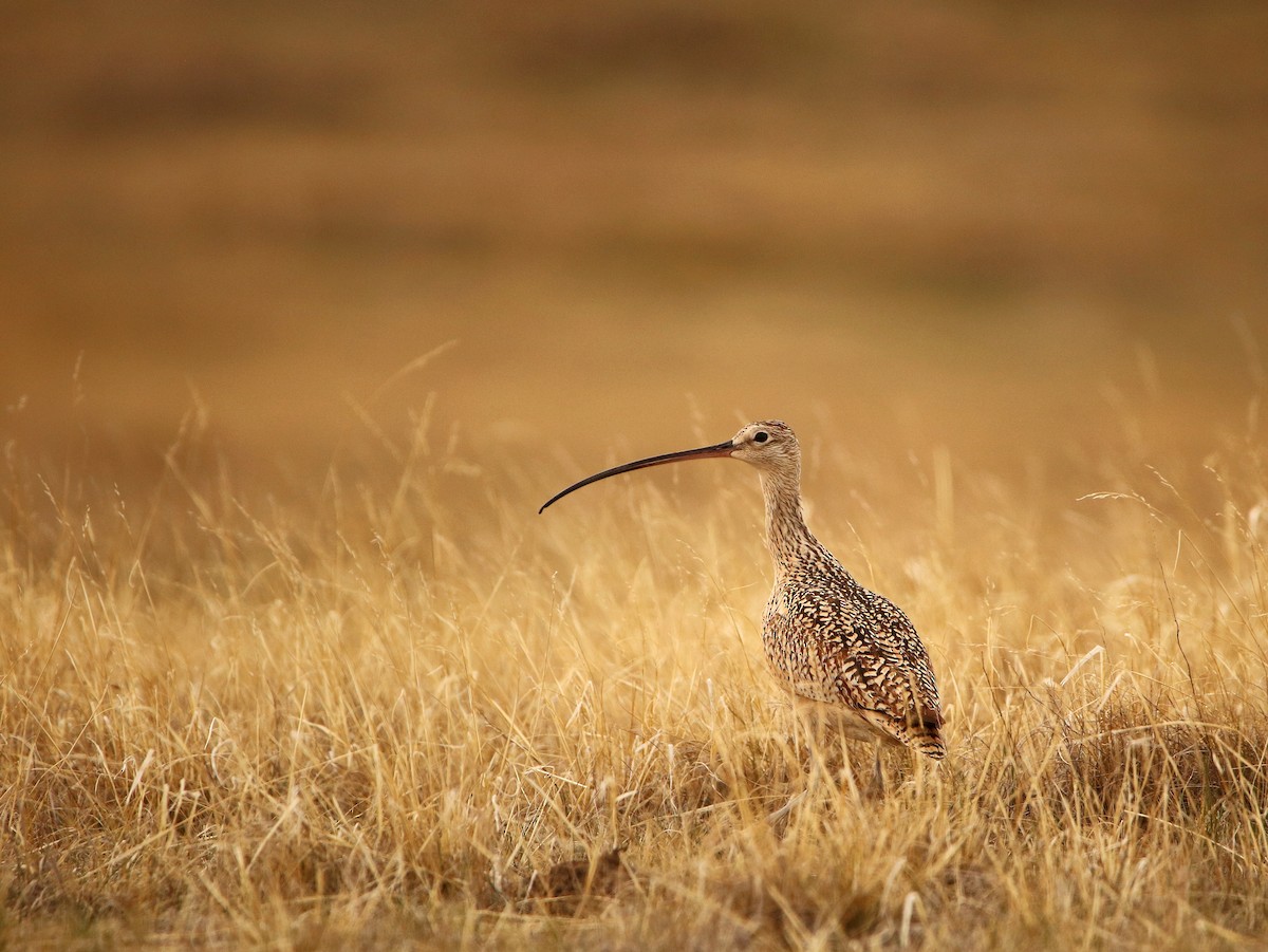 Long-billed Curlew - ML334409081