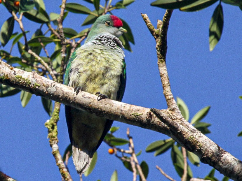 Many-colored Fruit-Dove - James (Jim) Holmes