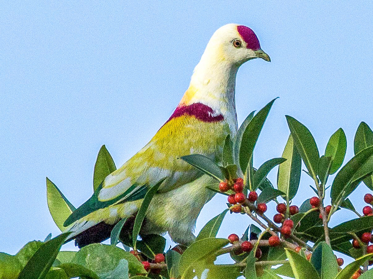 Many-colored Fruit-Dove - Eric VanderWerf