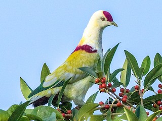  - Many-colored Fruit-Dove