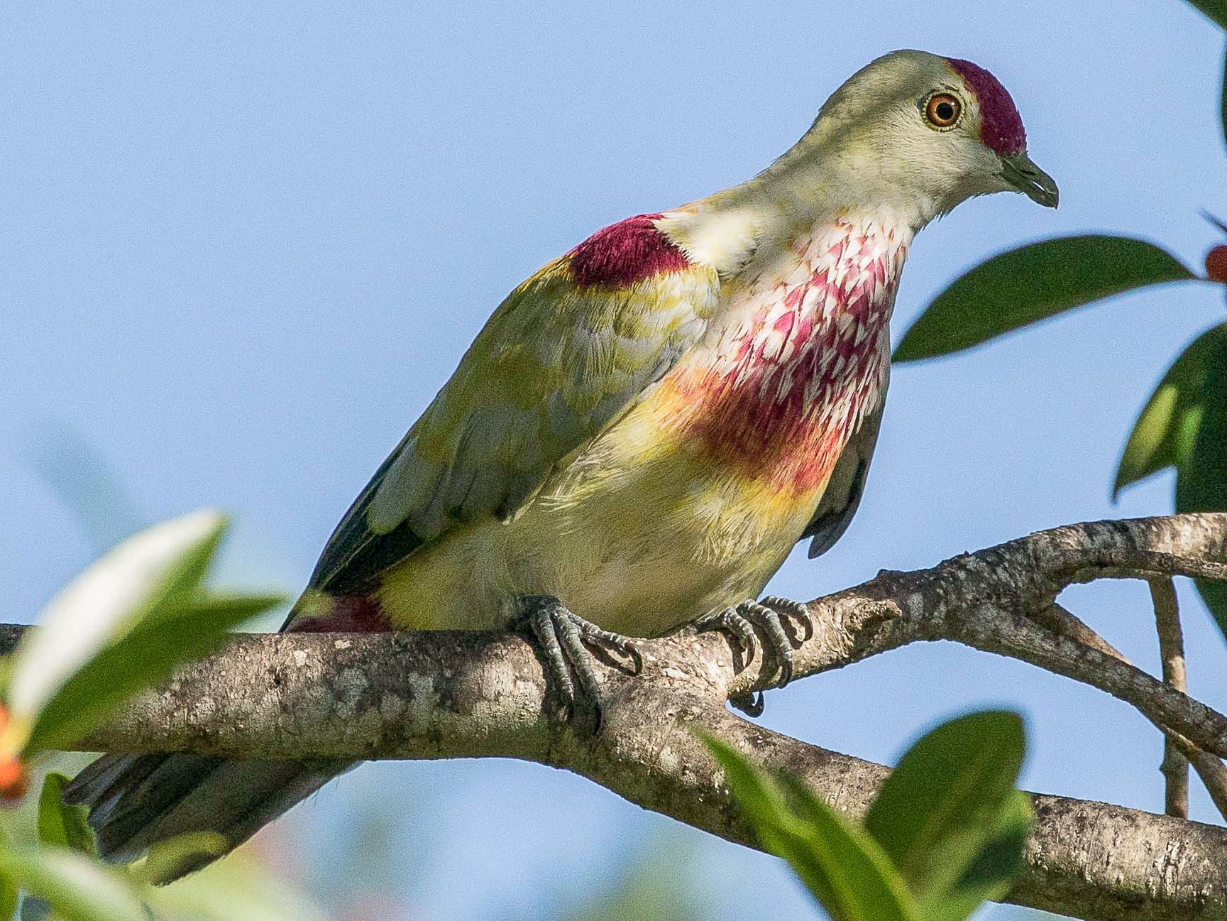 Many-colored Fruit-Dove - Eric VanderWerf