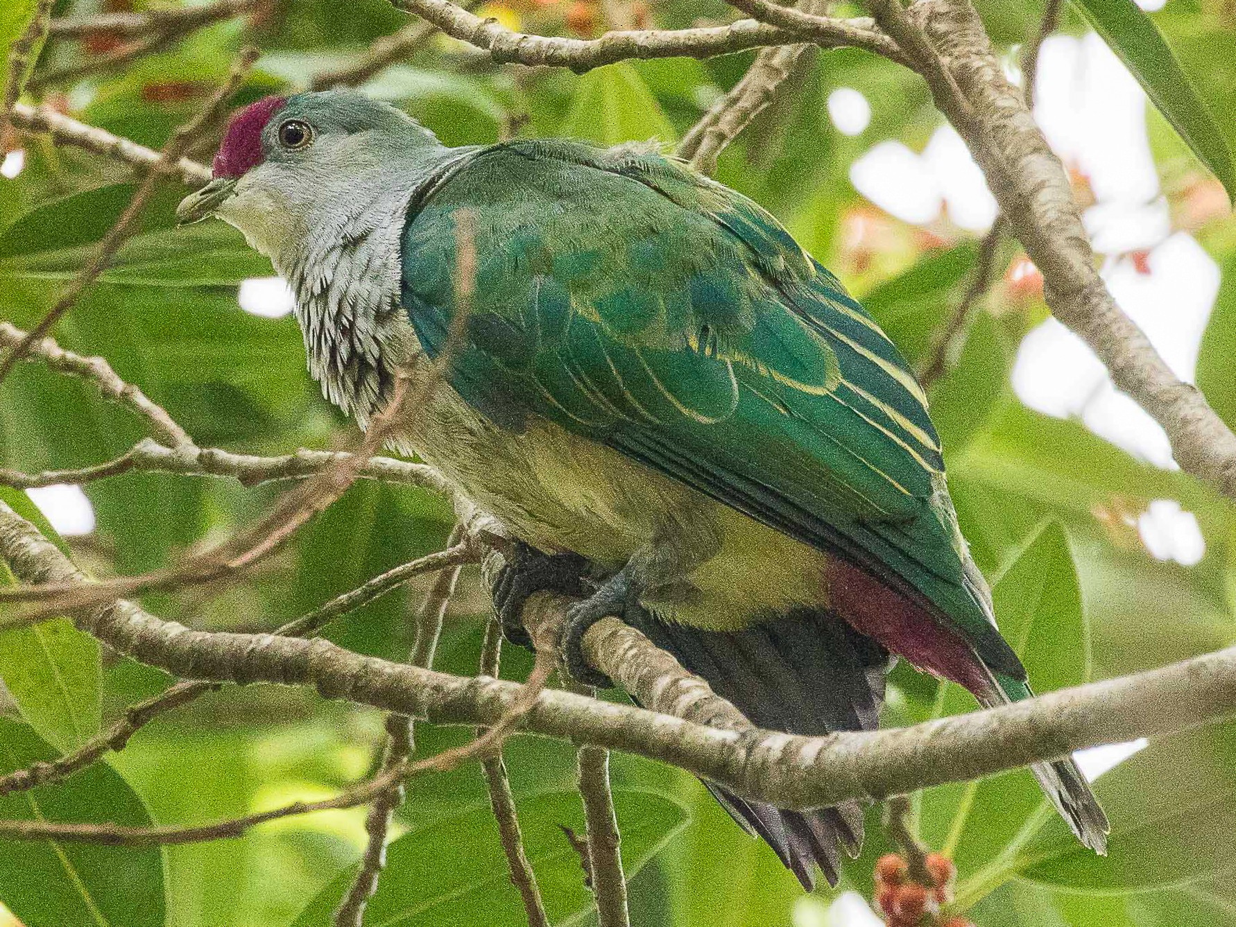 Many-colored Fruit-Dove - Eric VanderWerf