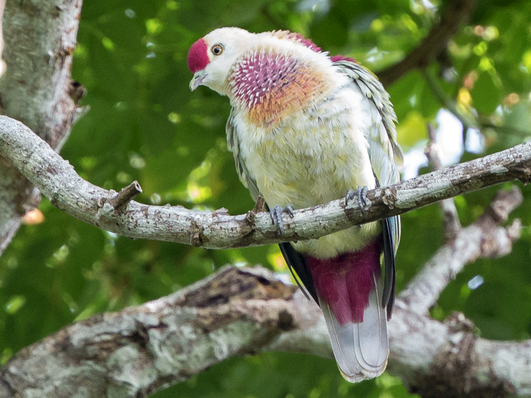 Many-colored Fruit-Dove - Simon Colenutt