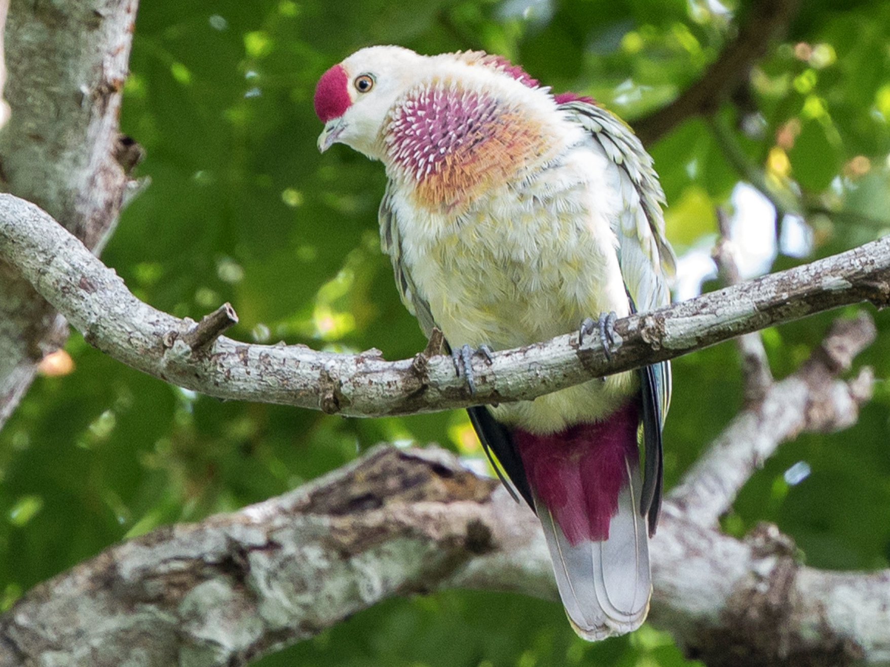 Fruit dove deals