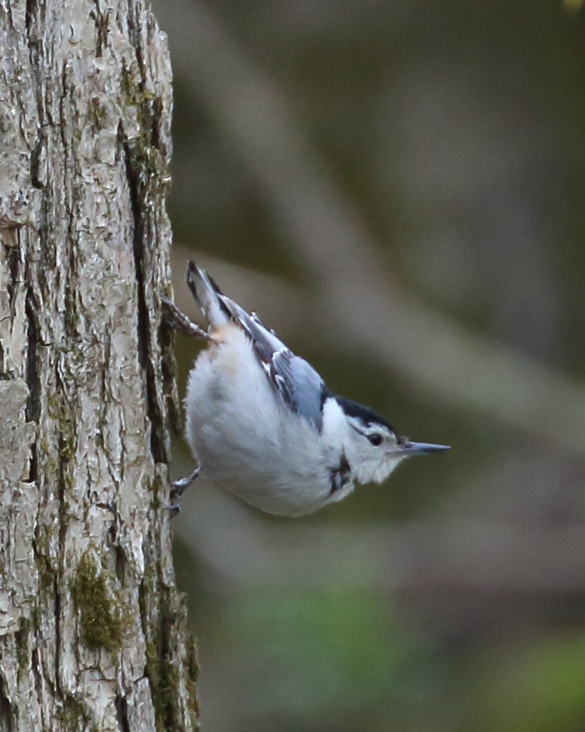 White-breasted Nuthatch (Eastern) - Bruce Robinson