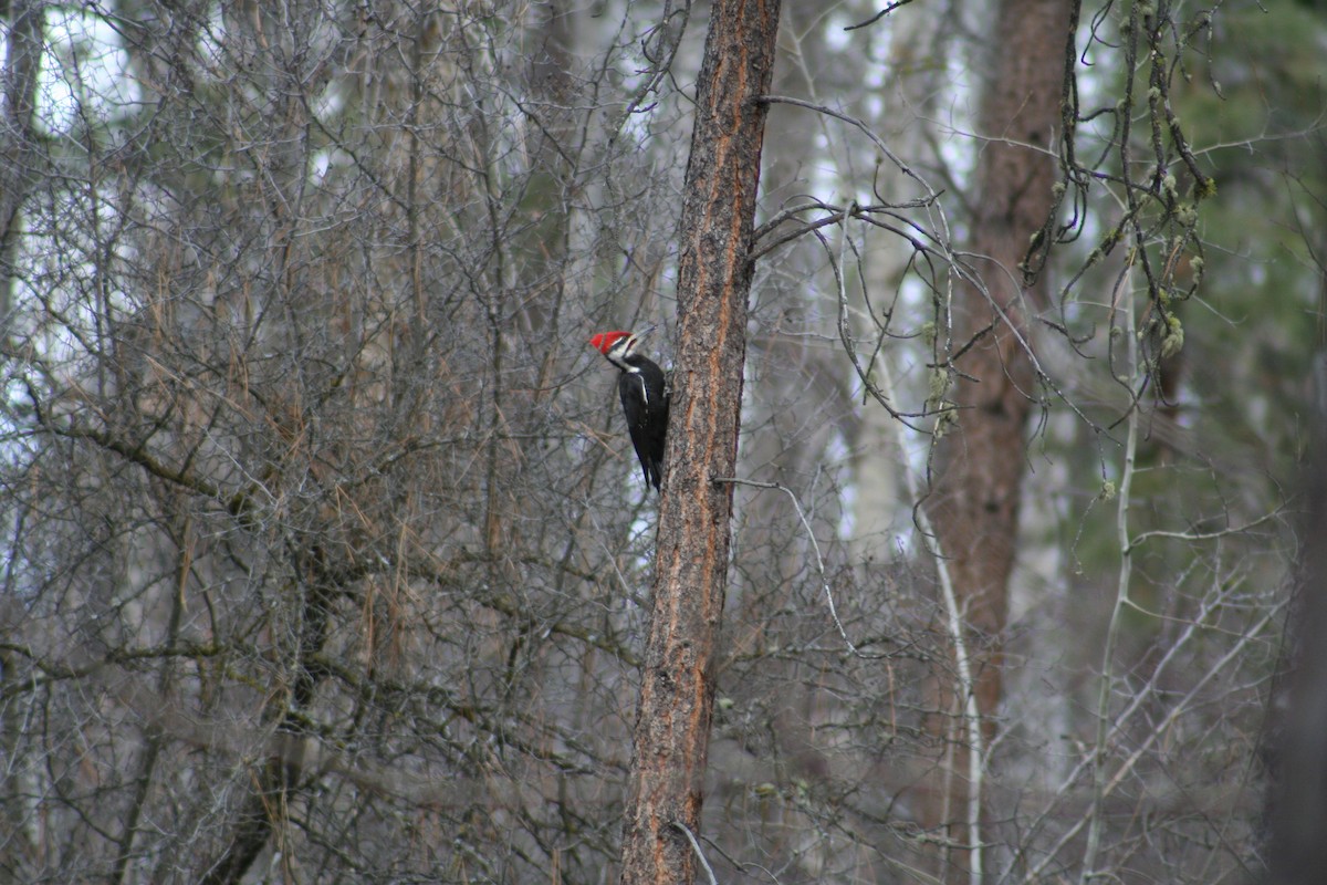Pileated Woodpecker - ML334413581