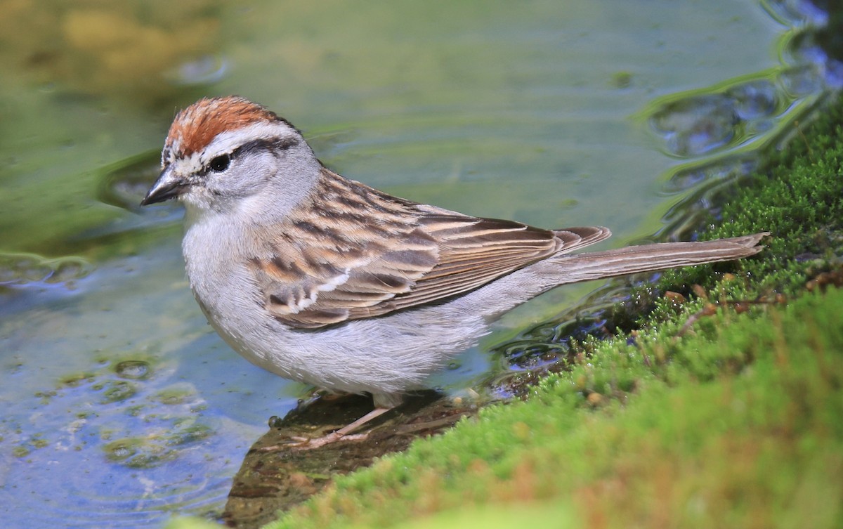 Chipping Sparrow - ML334415011