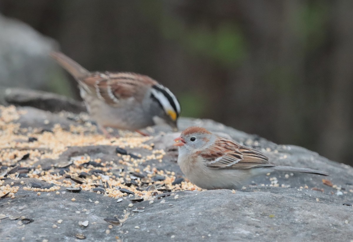 Field Sparrow - ML334421741
