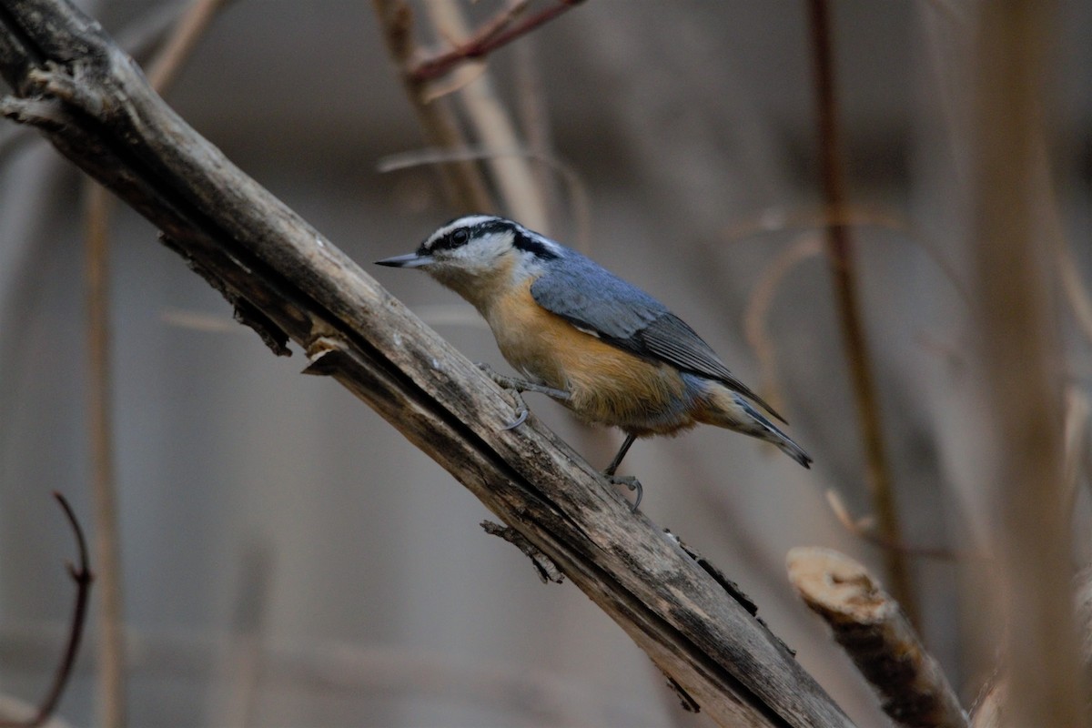 Red-breasted Nuthatch - ML334421751