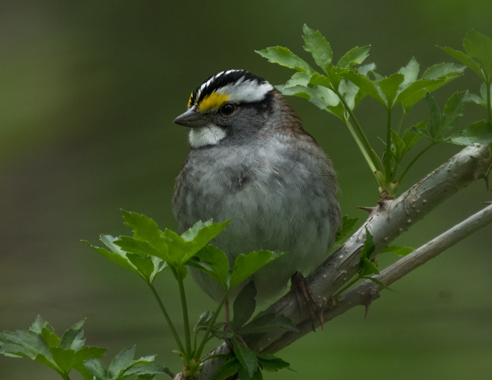 White-throated Sparrow - ML334425501
