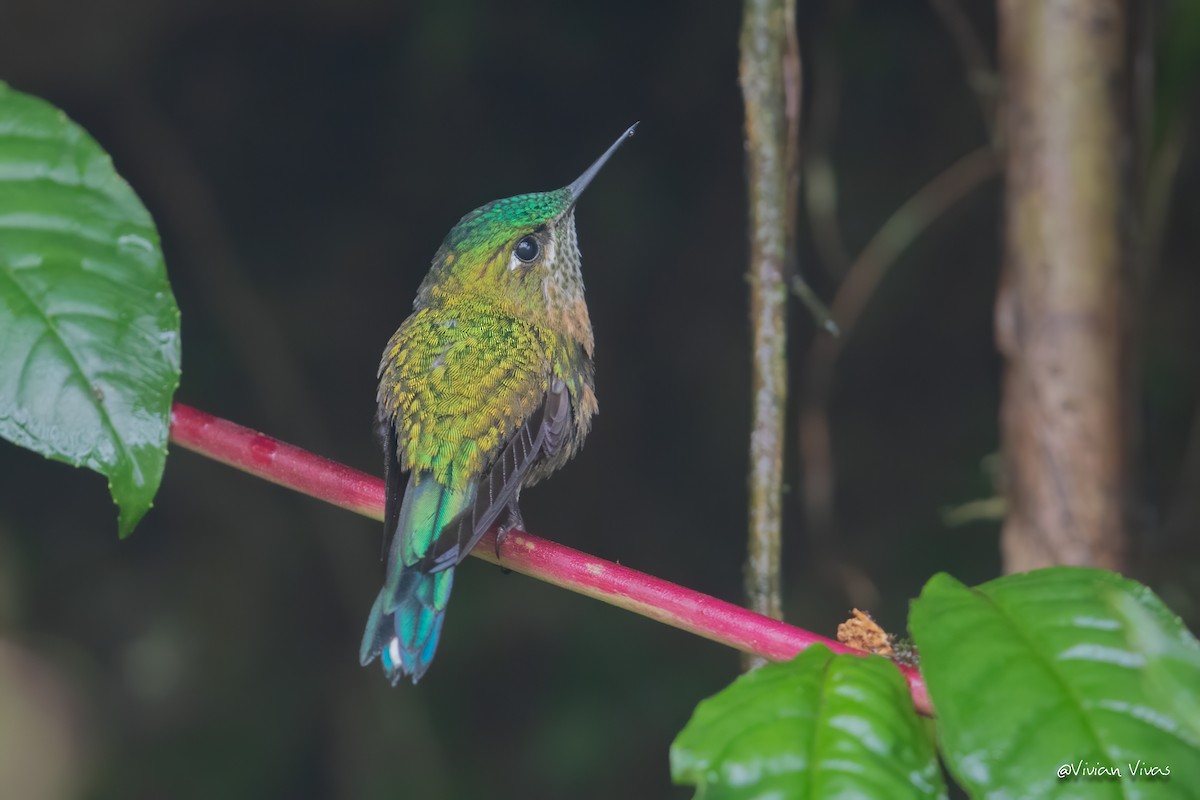 Long-tailed Sylph - ML334425781