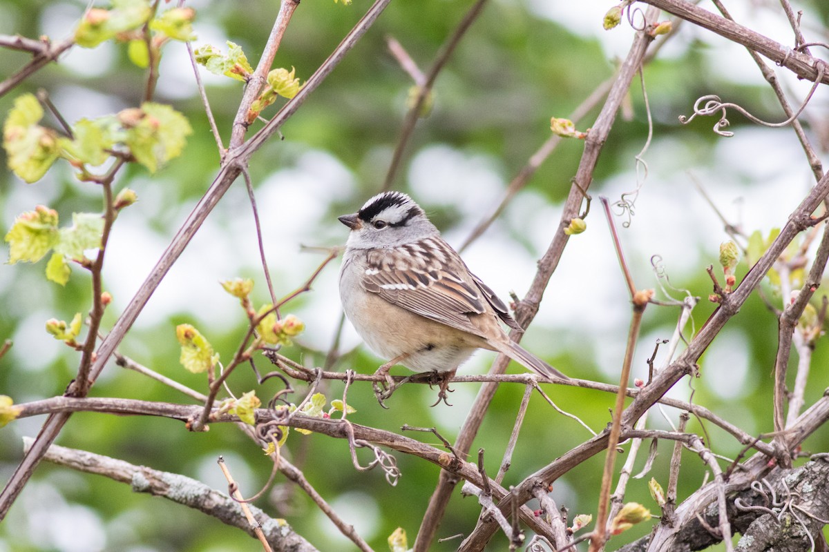 White-crowned Sparrow - ML334426321