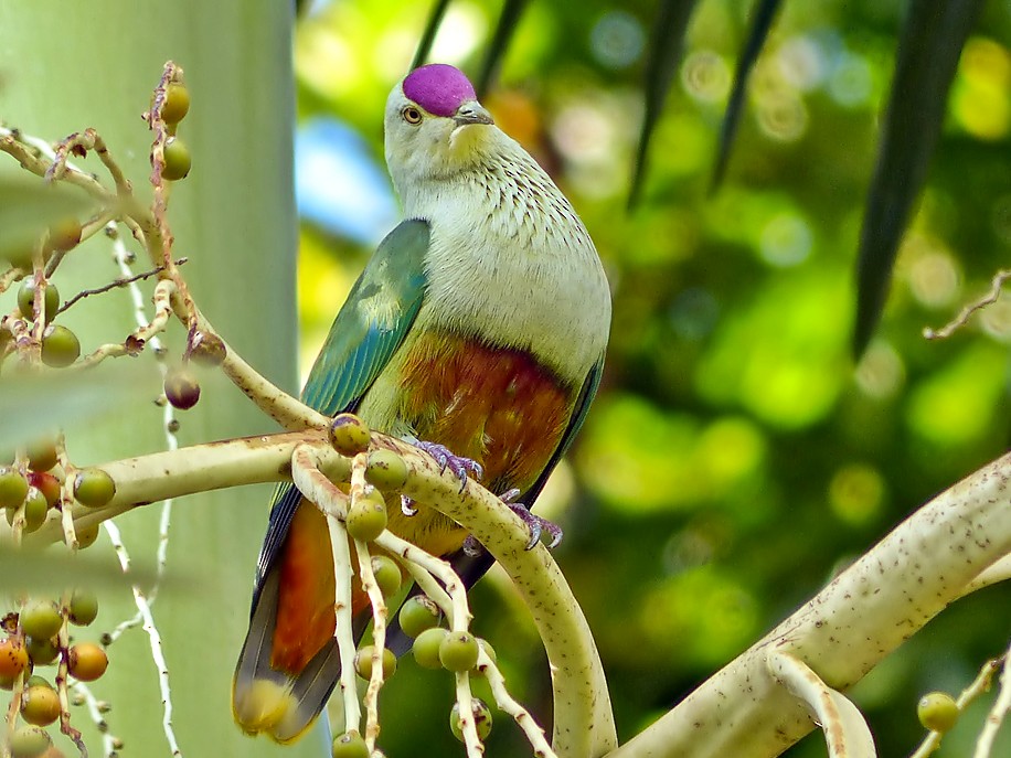 Crimson-crowned Fruit-Dove - Andy Walker - Birding Ecotours