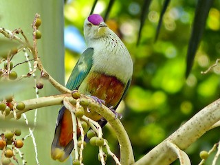 Adult (Samoan) - Andy Walker - Birding Ecotours - ML334428531