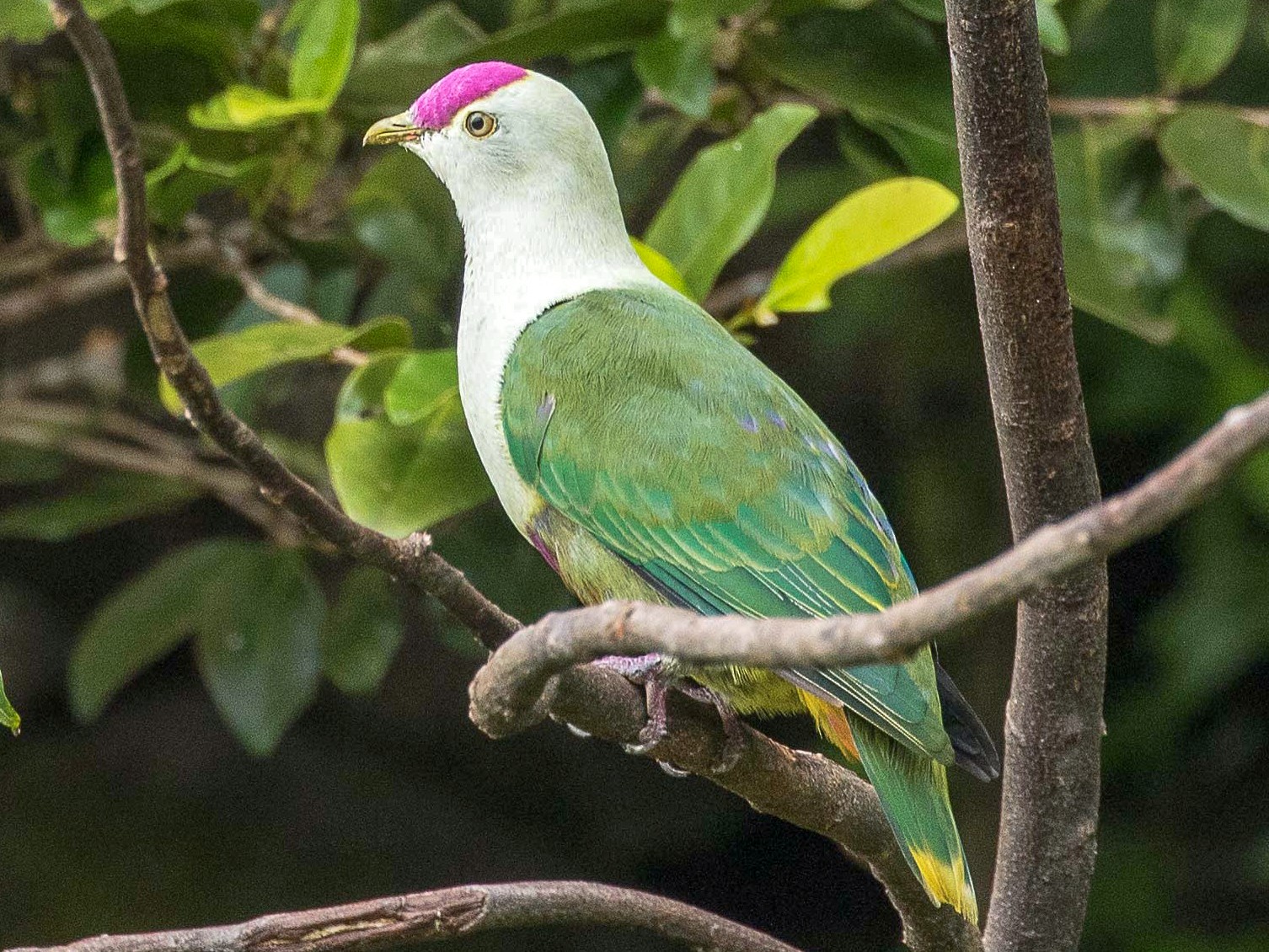 Crimson-crowned Fruit-Dove - Eric VanderWerf