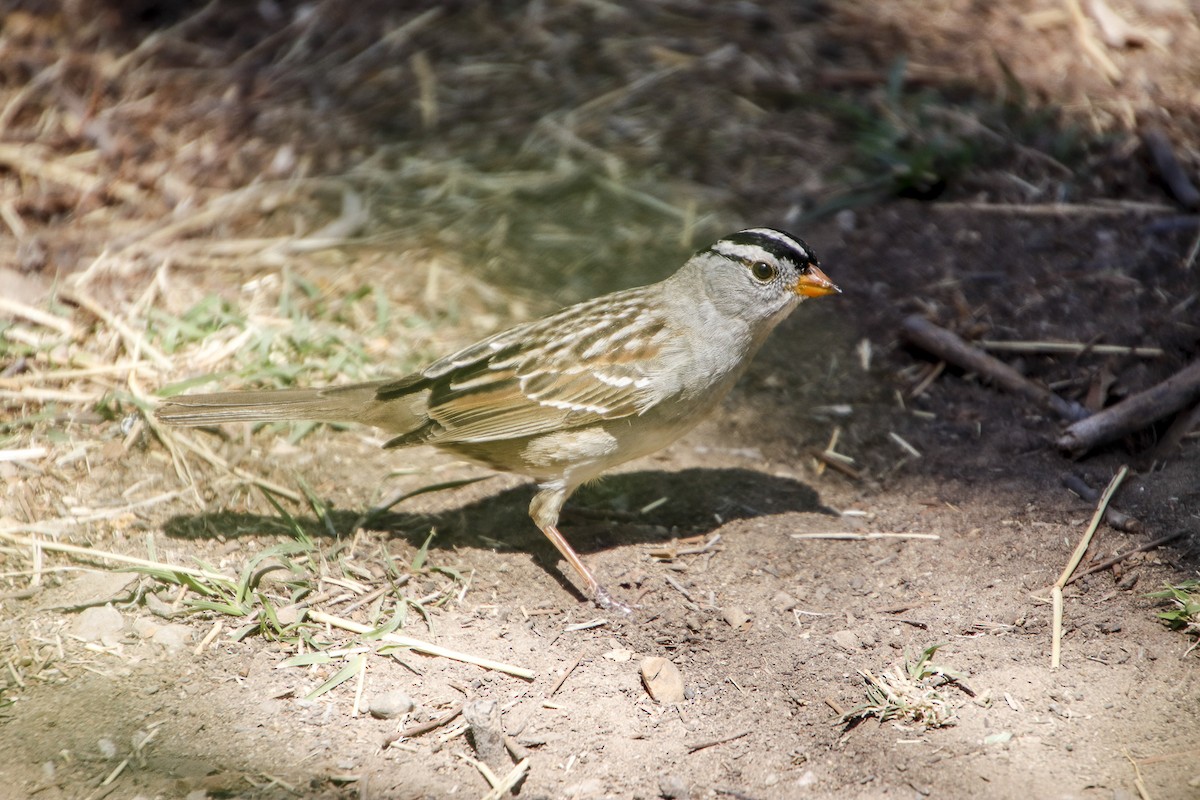 White-crowned Sparrow - ML334428661