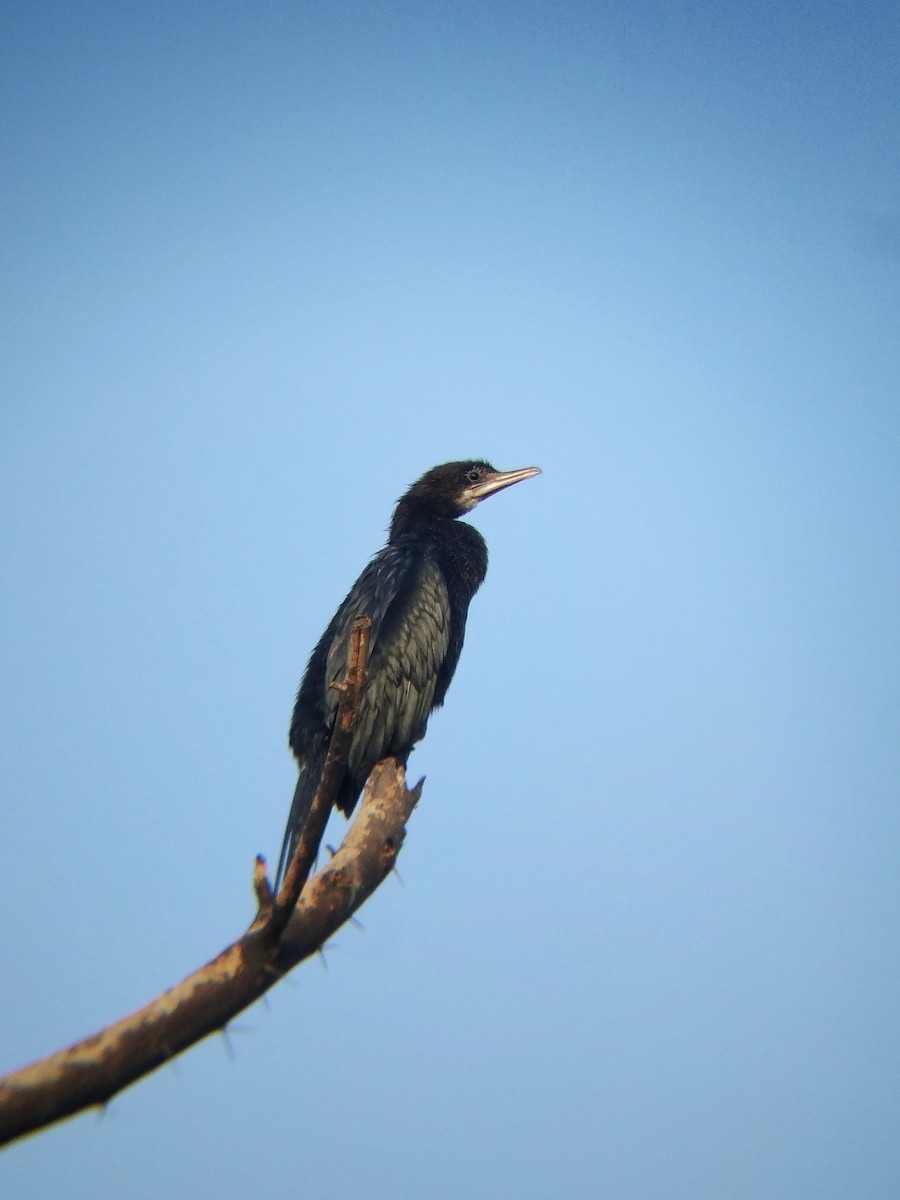 Little Cormorant - Dipendra Maharshi 🐦