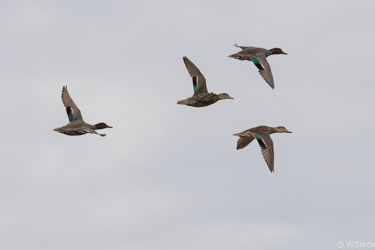 Green-winged Teal - ML334436661