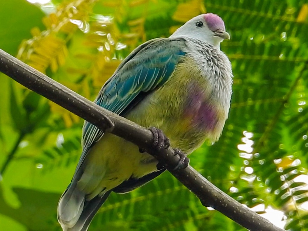 Cook Islands Fruit-Dove - Hervé JACOB