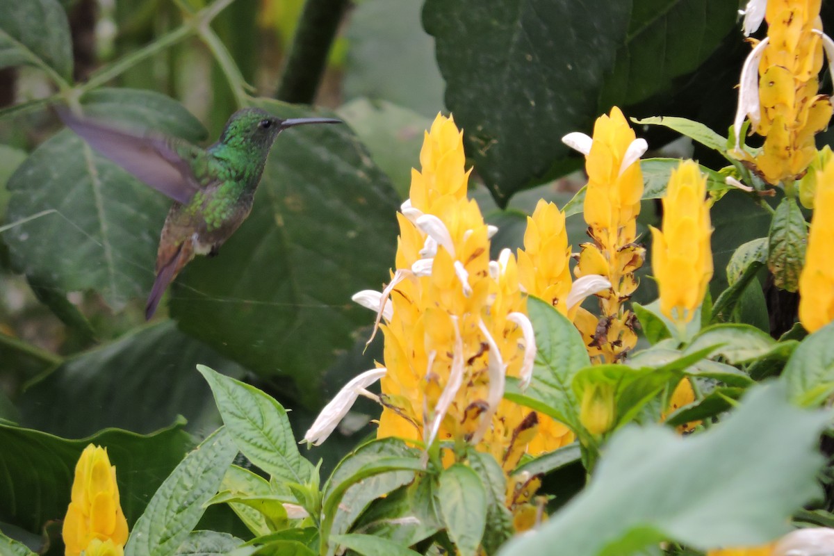 Green-bellied Hummingbird - ML334444831