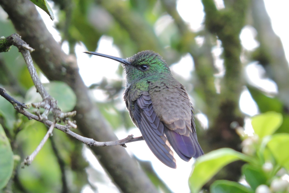 Green-bellied Hummingbird - ML334444841