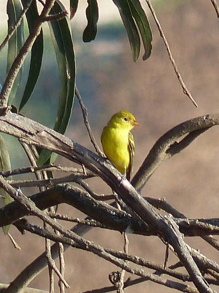Western Tanager - ML33444701