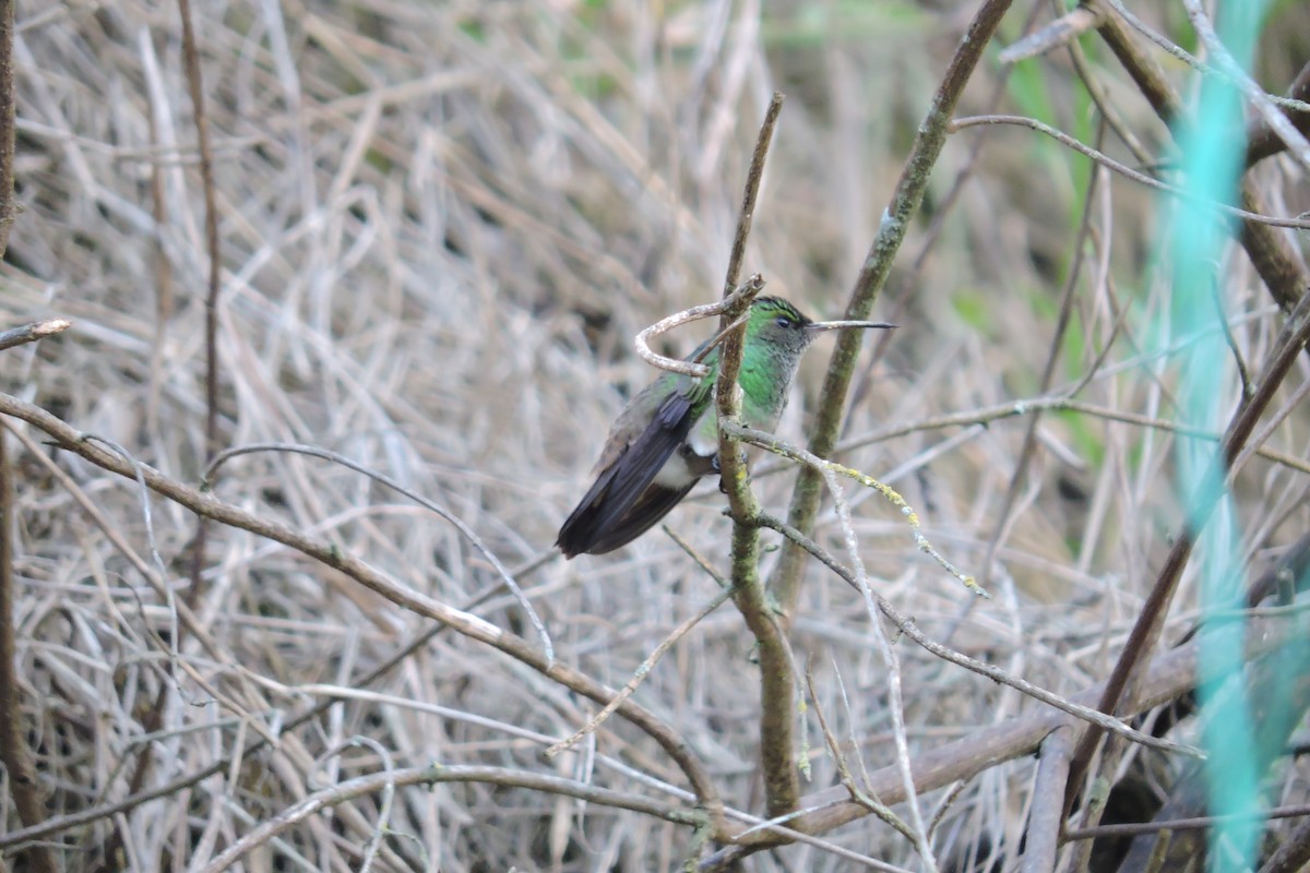 Green-bellied Hummingbird - ML334449601