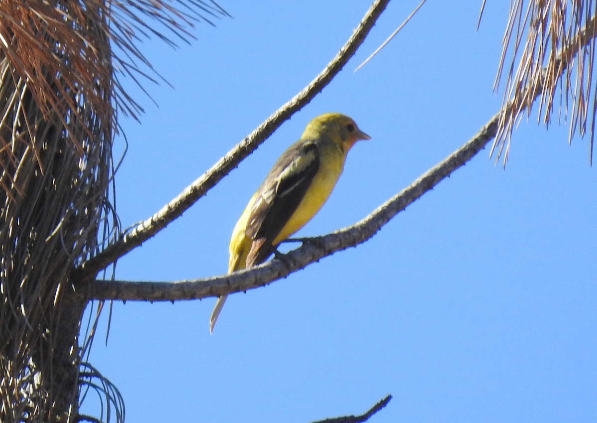 Western Tanager - ML334449611