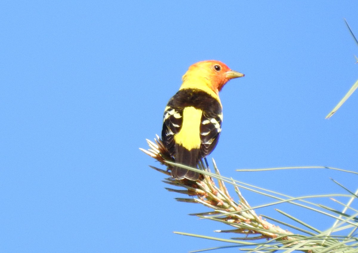 Western Tanager - ML334449721