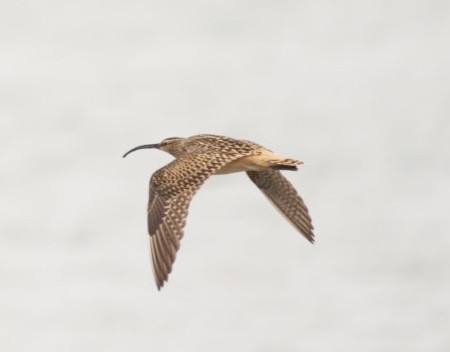 Bristle-thighed Curlew - Eric Youngblood