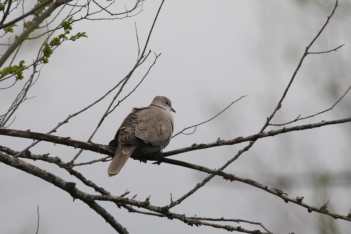Eurasian Collared-Dove - T. Erickson
