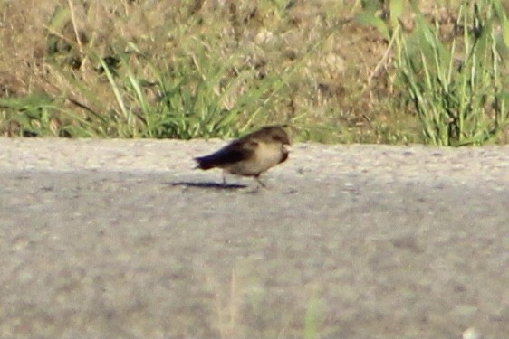 Northern Rough-winged Swallow - ML334456291