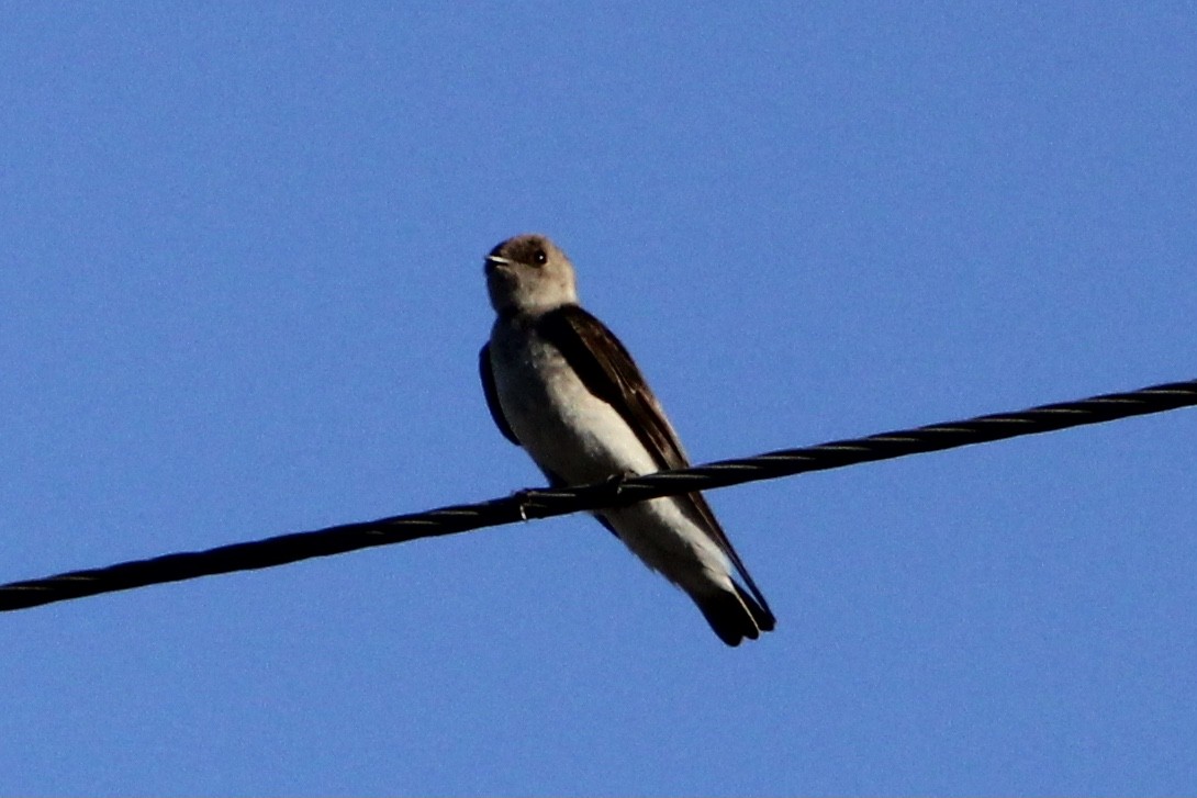Northern Rough-winged Swallow - ML334456301