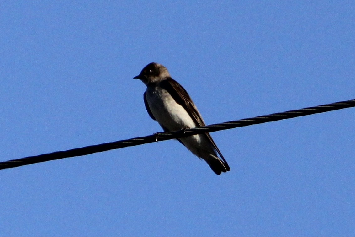 Northern Rough-winged Swallow - ML334456311