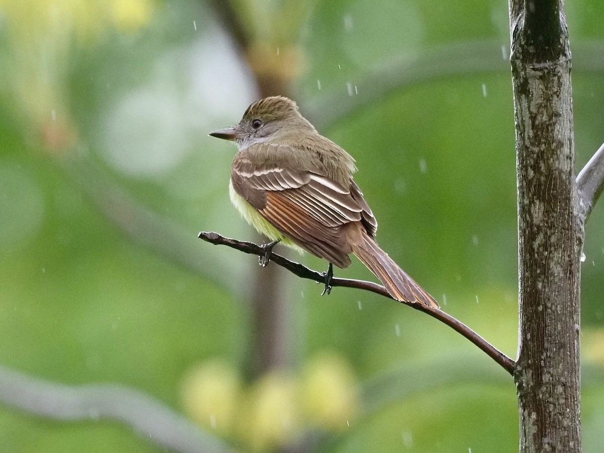 Great Crested Flycatcher - Gabriel Willow