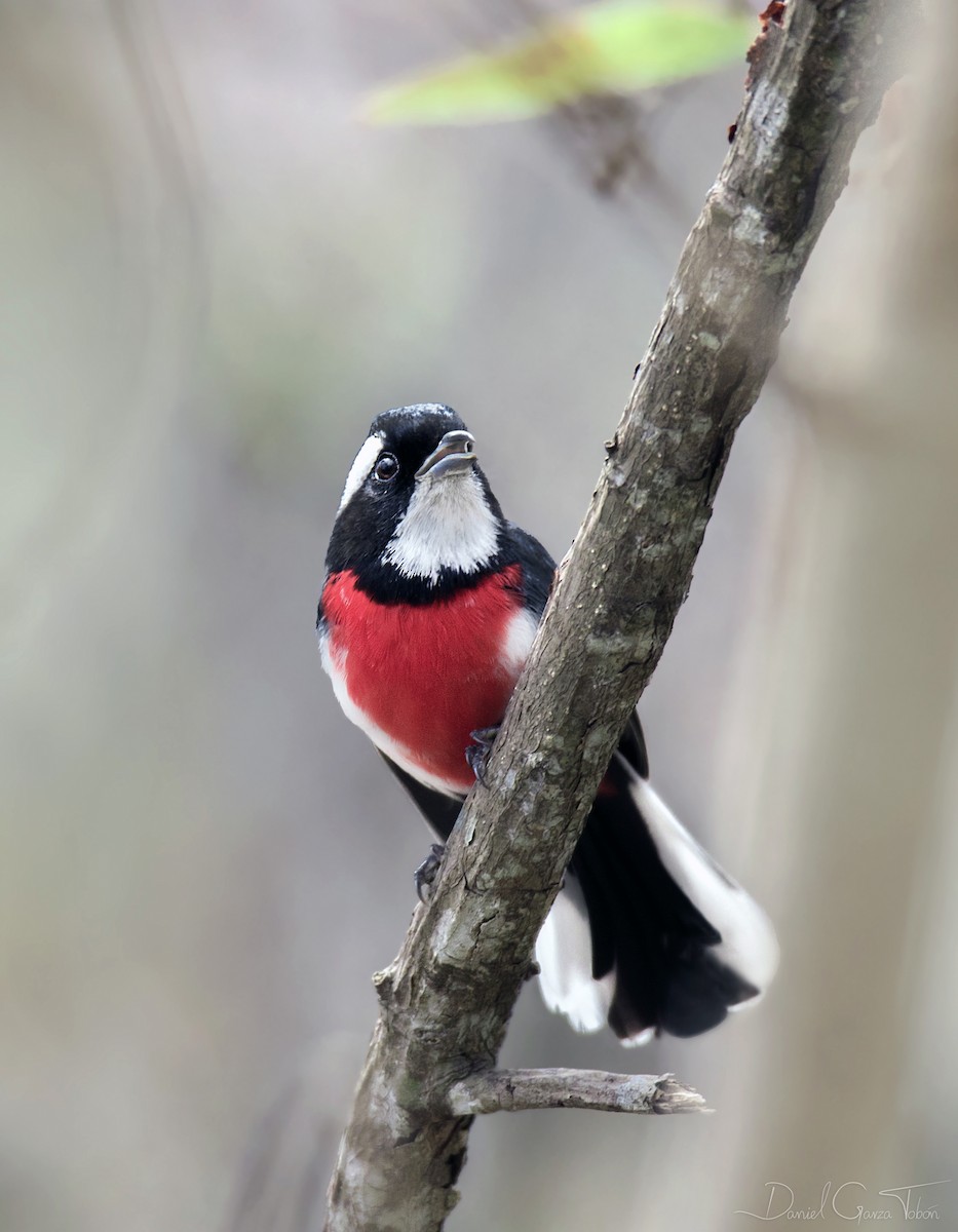 Red-breasted Chat - ML334463831