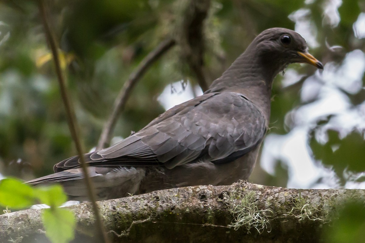 Band-tailed Pigeon - Carole Rose