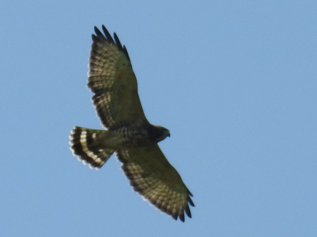 Broad-winged Hawk - ML33446651