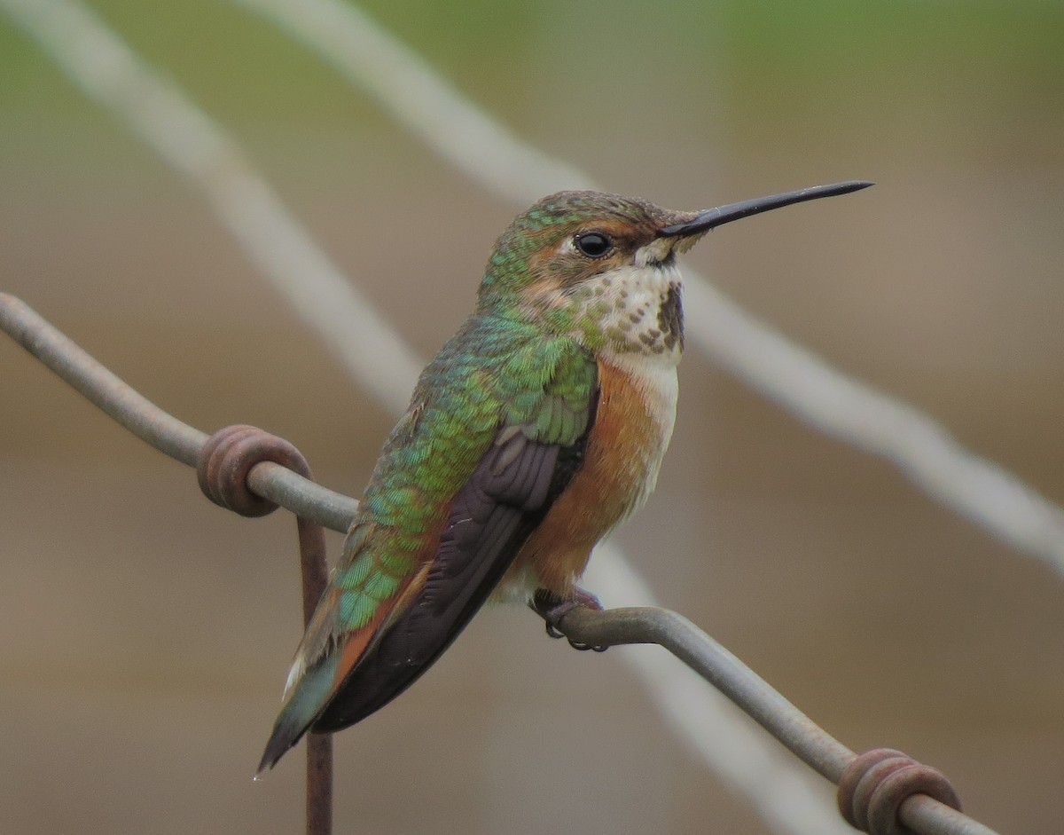 Rufous Hummingbird - Matthew Hunter