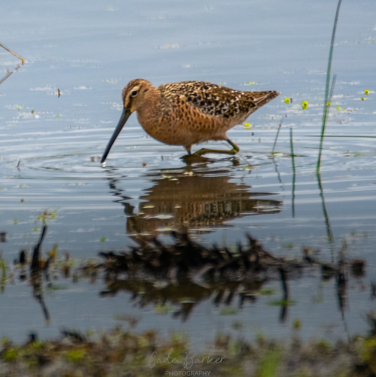 Long-billed Dowitcher - ML334472651