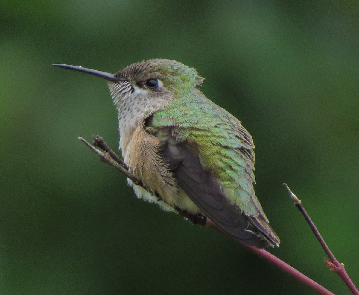 Calliope Hummingbird - Matthew Hunter