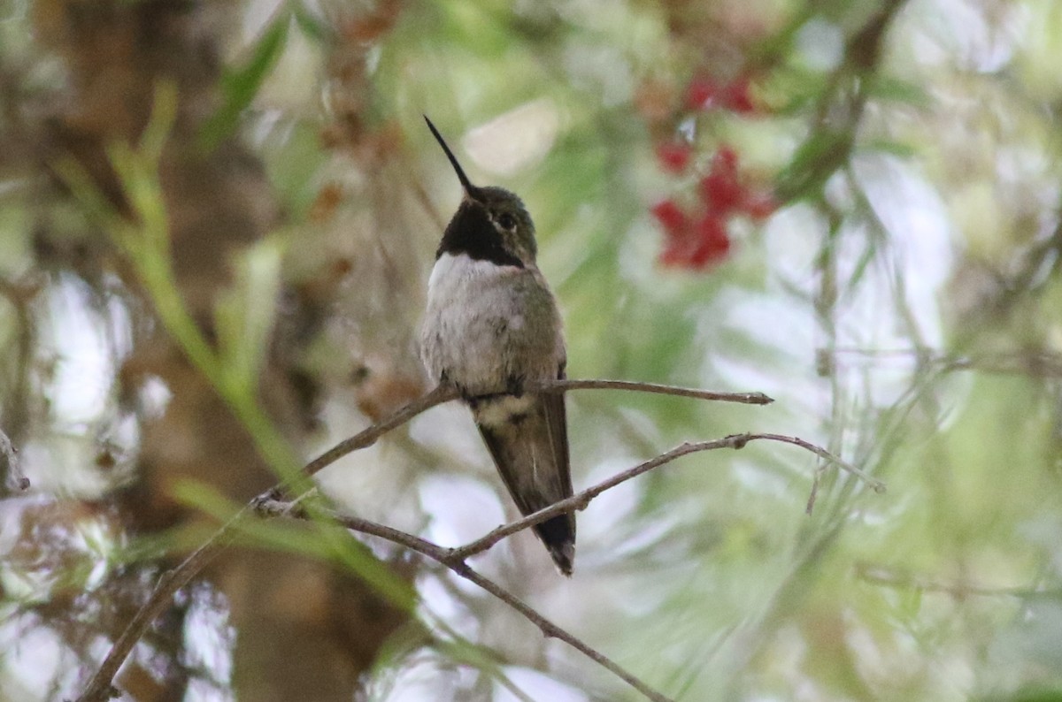 Broad-tailed Hummingbird - ML33448211