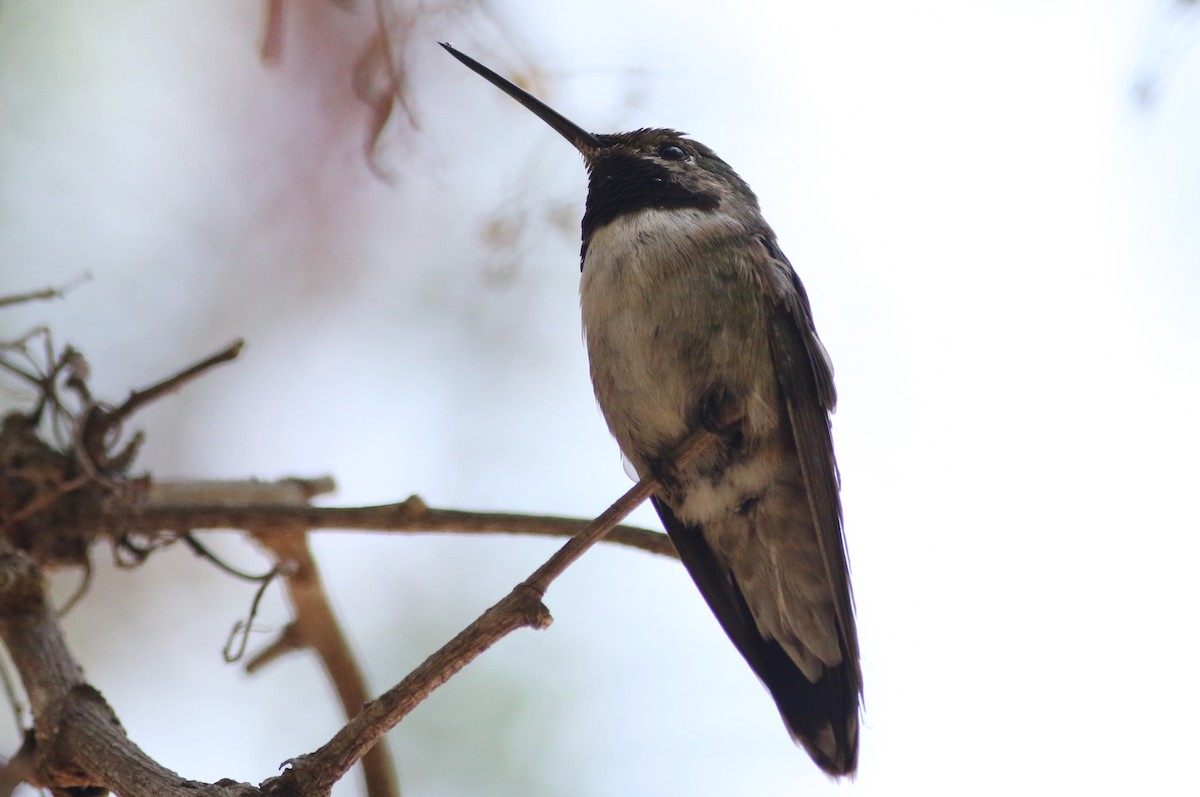 Broad-tailed Hummingbird - ML33448221