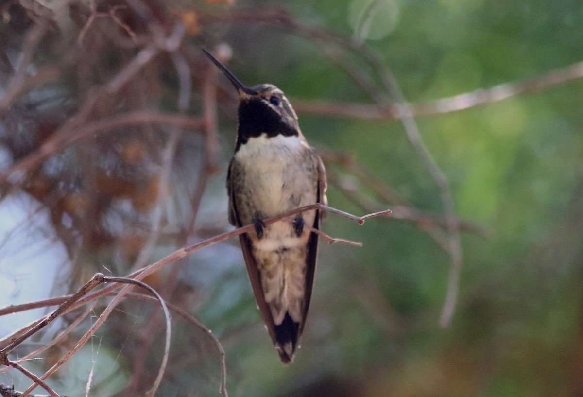 Broad-tailed Hummingbird - ML33448231