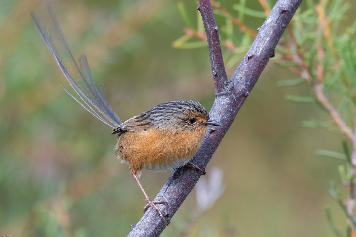 Southern Emuwren - Cary Lewis