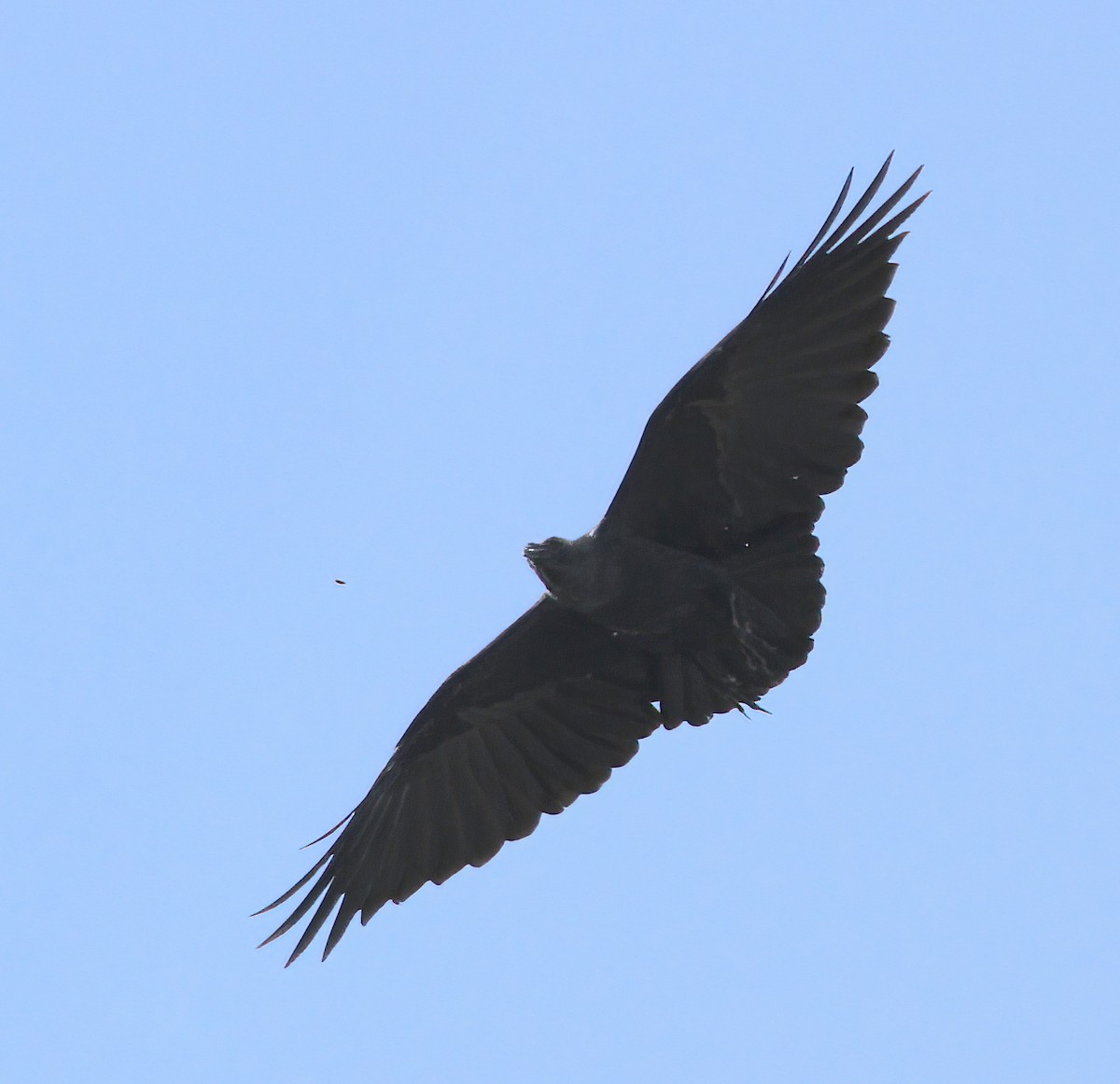 Fan-tailed Raven - ML334484881