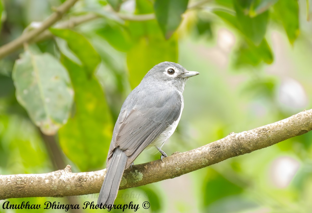 White-eyed Slaty-Flycatcher - Anubhav Dhingra