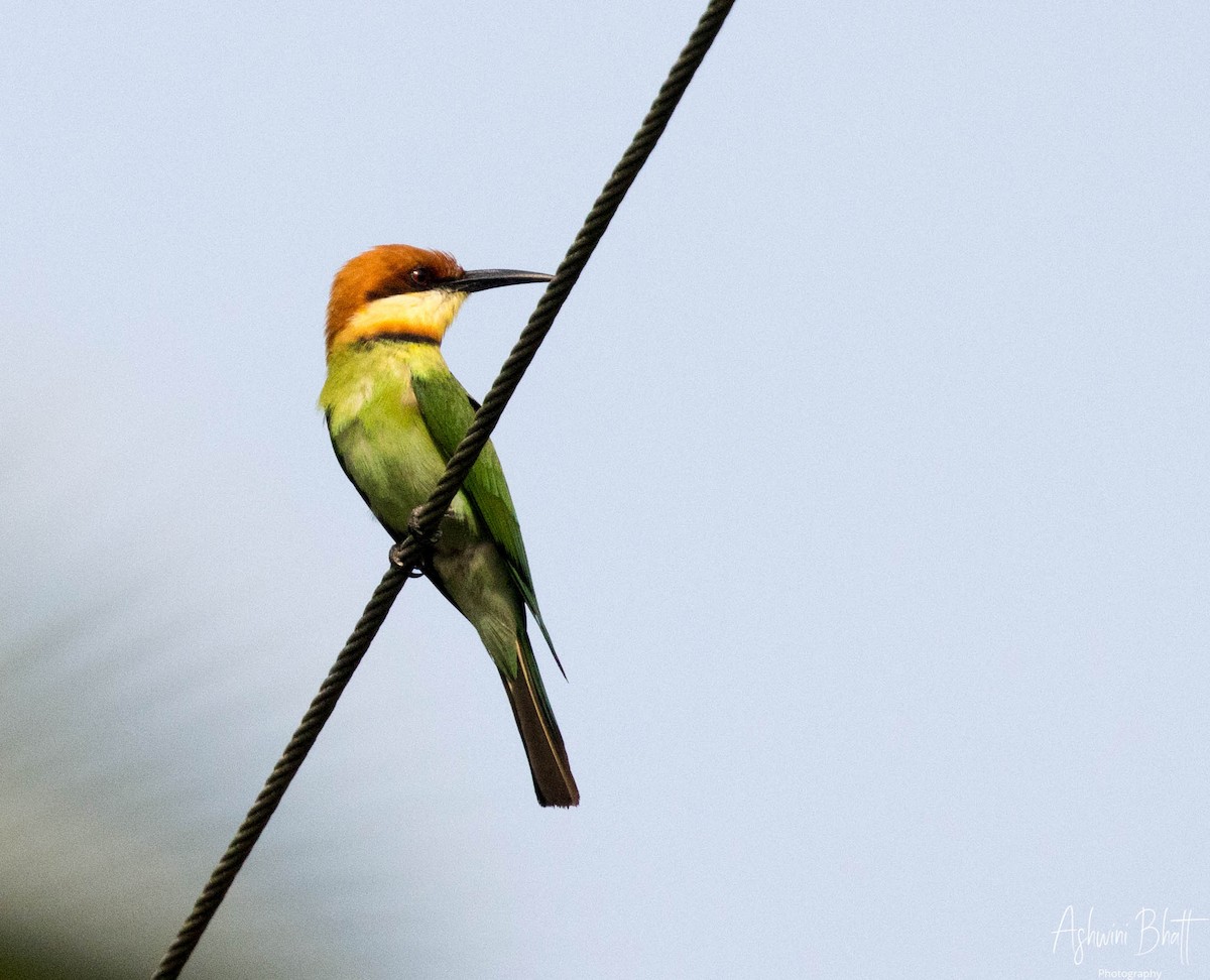 Chestnut-headed Bee-eater - Ashwini Bhatt