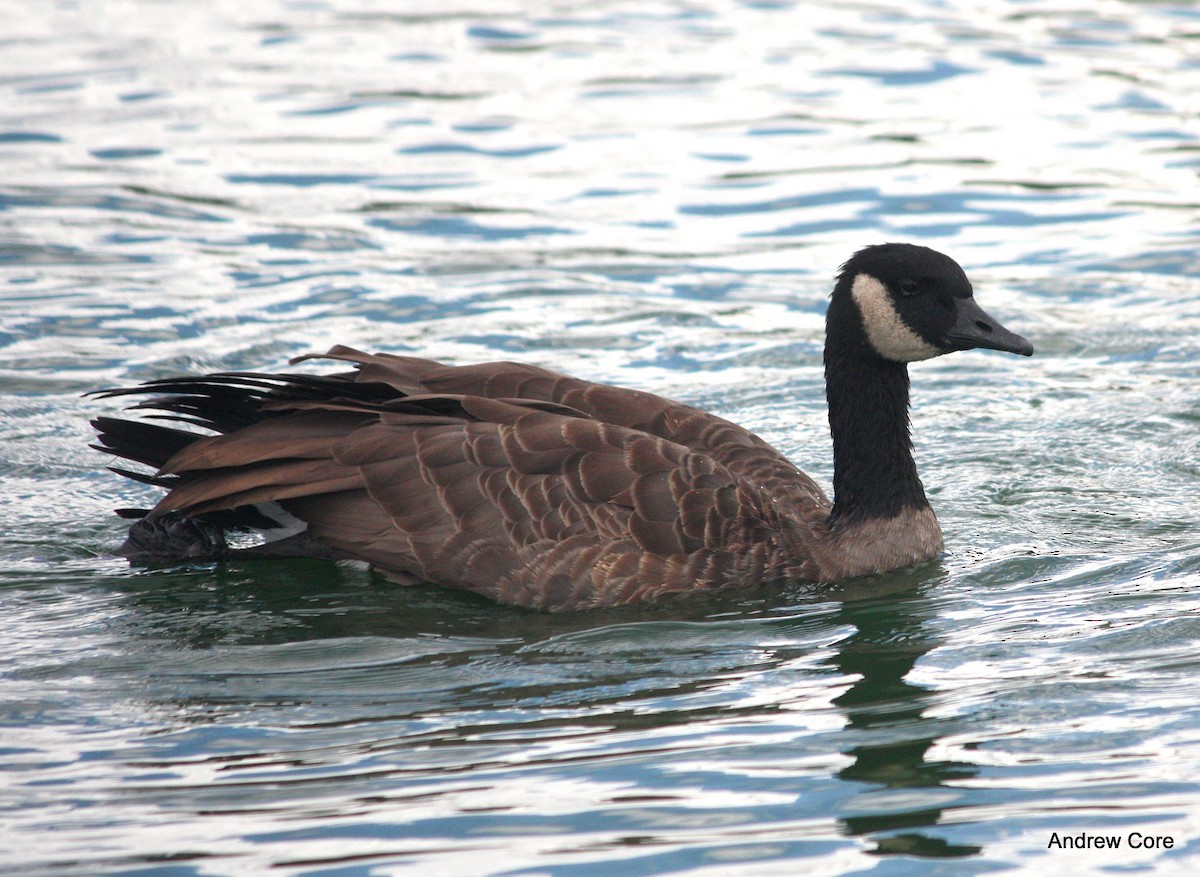 Canada Goose (canadensis Group) - Andrew Core
